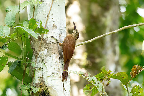 Amazonian Barred-Woodcreeper (Dendrocolaptes certhia) Avatar Amazon Lodge, Loreto, Peru. Nov 21, 2022 Amazonian barred woodcreeper,Dendrocolaptes certhia,Geotagged,Peru,Spring