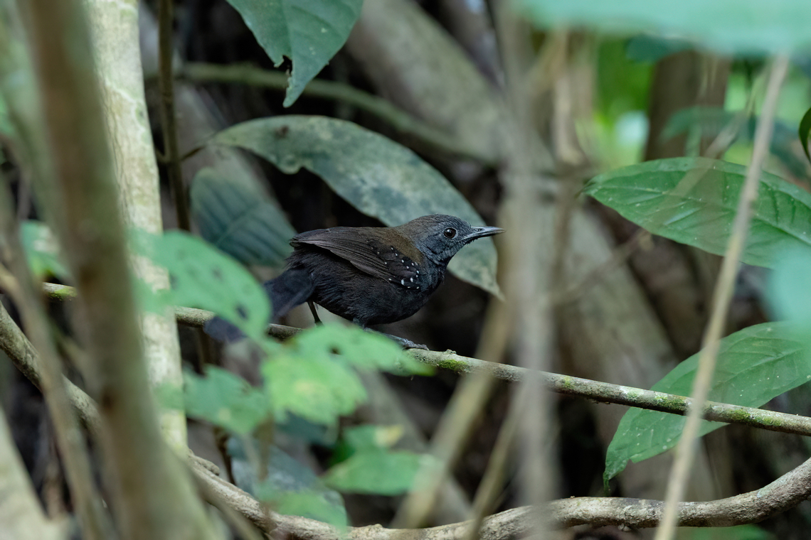 Black-throated Antbird (Myrmophylax atrothorax) Avatar Amazon Lodge, Loreto, Peru. Nov 21, 2022 Black-throated antbird,Geotagged,Myrmophylax atrothorax,Peru,Spring