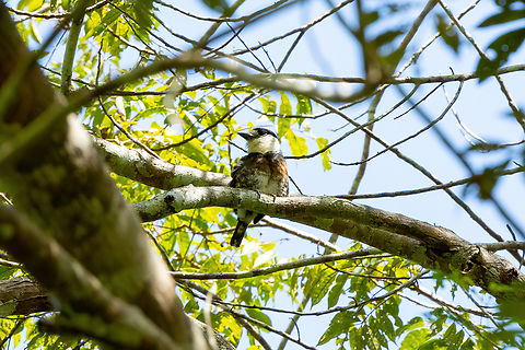 Brown-banded Puffbird (Notharchus ordii) RN Allpahuayo Mishana, Loreto, Peru. Nov 22, 2022 Brown-banded puffbird,Geotagged,Notharchus ordii,Peru,Spring