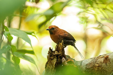 Ruddy spinetail (Synallaxis rutilans) RN Allpahuayo Mishana, Loreto, Peru. Nov 22, 2022 Geotagged,Peru,Ruddy spinetail,Spring,Synallaxis rutilans
