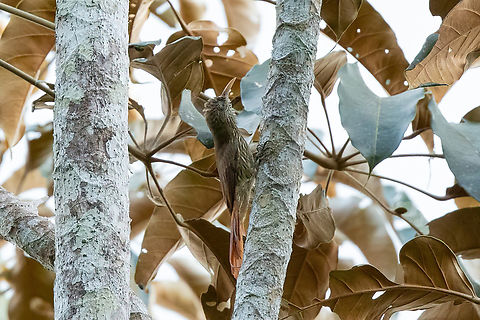 Duida woodcreeper (Lepidocolaptes duidae) RN Allpahuayo Mishana, Loreto, Peru. Nov 22, 2022 Duida woodcreeper,Geotagged,Lepidocolaptes duidae,Peru,Spring