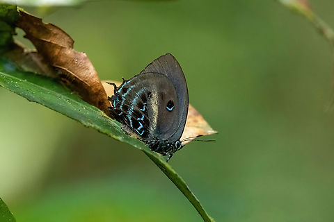 Mithras nautes (Lycaenidae) RN Allpahuayo Mishana, Loreto, Peru. Nov 22, 2022 Geotagged,Mithras nautes,Peru,Spring