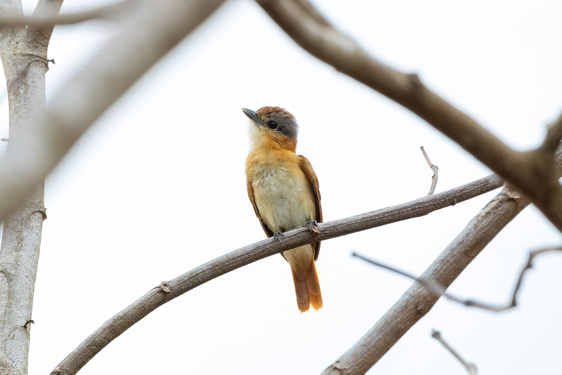 Chestnut-crowned Becard (Pachyramphus castaneus) Puerto Nari&ntilde;o, Amazonas, Colombia. Nov 13, 2022 Chestnut-crowned becard,Colombia,Geotagged,Pachyramphus castaneus,Spring