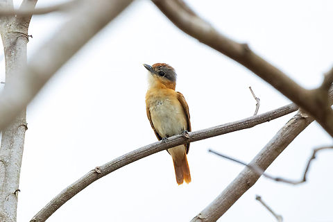 Chestnut-crowned Becard (Pachyramphus castaneus) Puerto Nari&ntilde;o, Amazonas, Colombia. Nov 13, 2022 Chestnut-crowned becard,Colombia,Geotagged,Pachyramphus castaneus,Spring