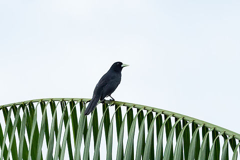 Solitary Black Cacique (Cacicus solitarius) Puerto Nari&ntilde;o, Amazonas, Colombia. Nov 13, 2022 Cacicus solitarius,Colombia,Geotagged,Solitary cacique,Spring