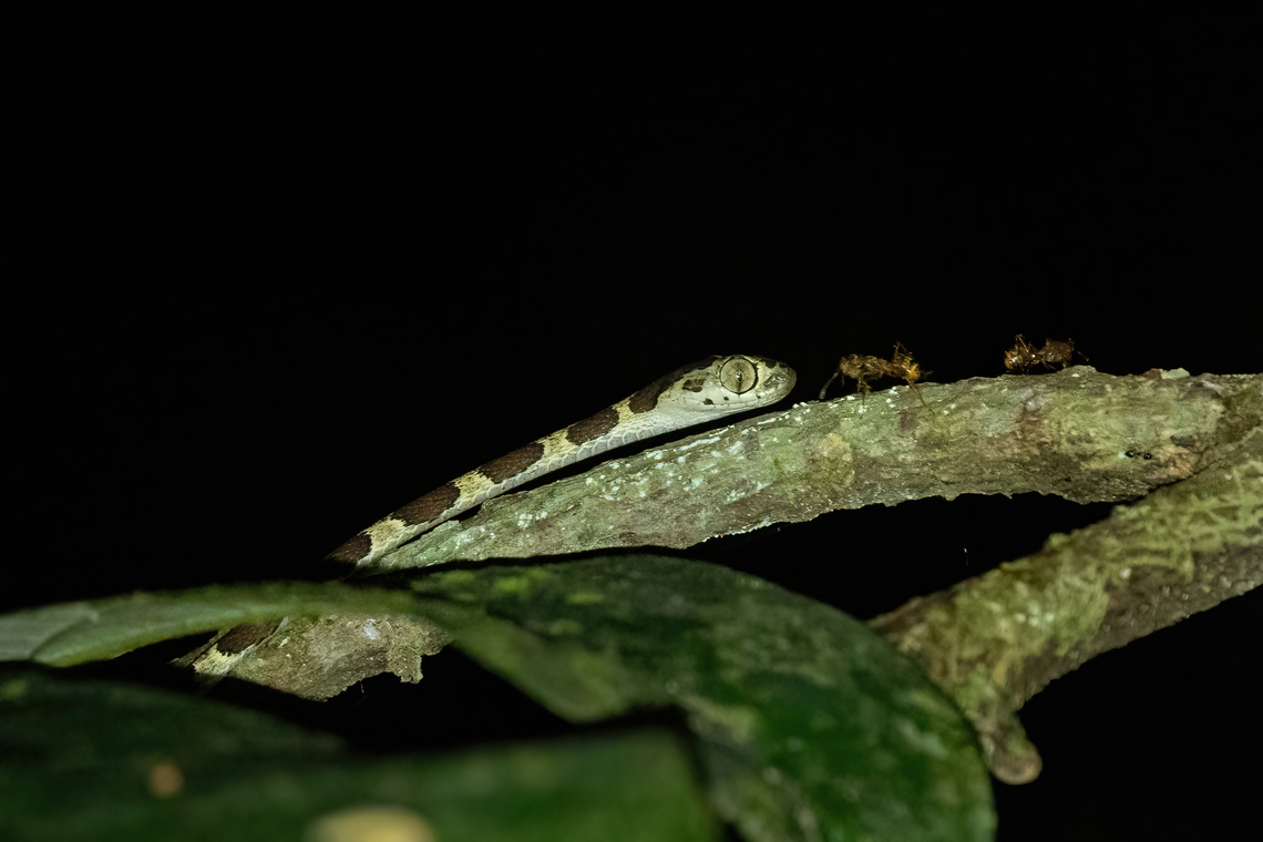 Common Blunt-headed Tree Snake (Imantodes cenchoa) Puerto Nari&ntilde;o, Amazonas, Colombia. Nov 13, 2022 Colombia,Common Blunt-headed Tree Snake,Geotagged,Imantodes cenchoa,Spring