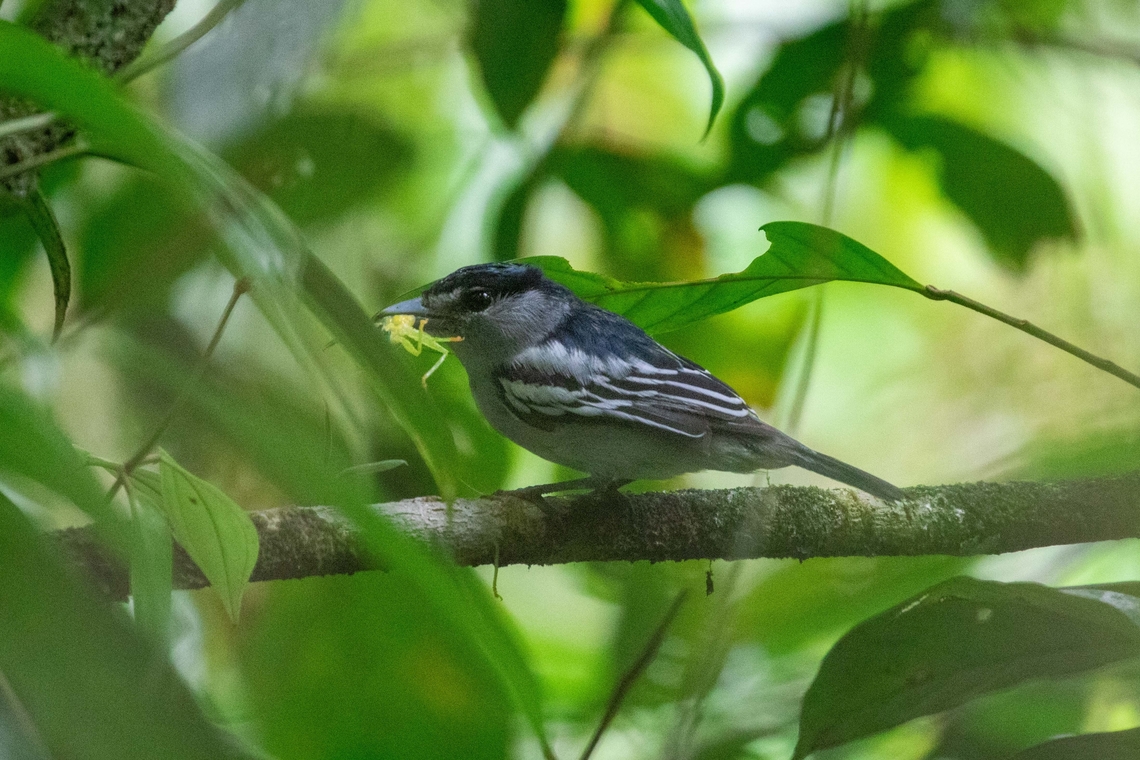 Black-capped Becard (Pachyramphus marginatus) PNYC - Paujil, Pasco, Peru. Aug 23, 2020 Black-capped becard,Geotagged,Pachyramphus marginatus,Peru,Winter