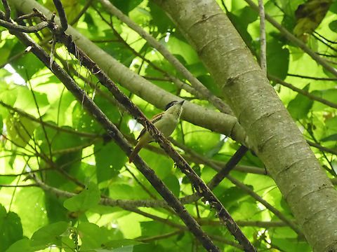 Gray-collared Becard (Pachyramphus major) Cerro Paquisis, Guatemala. Aug 9, 2017 Geotagged,Grey-collared becard,Guatemala,Pachyramphus major,Summer