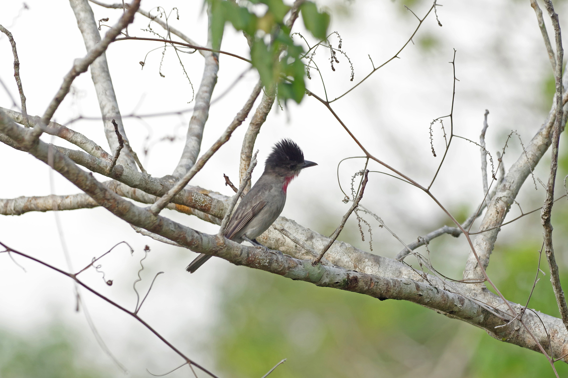 Rose-throated Becard (Pachyramphus aglaiae) Reserva Punta Laguna, Quintana Roo, Mexico. Apr 2, 2017 Geotagged,Mexico,Pachyramphus aglaiae,Rose-throated becard,Spring