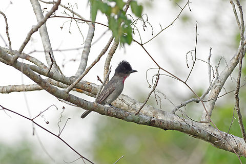 Rose-throated Becard (Pachyramphus aglaiae) Reserva Punta Laguna, Quintana Roo, Mexico. Apr 2, 2017 Geotagged,Mexico,Pachyramphus aglaiae,Rose-throated becard,Spring