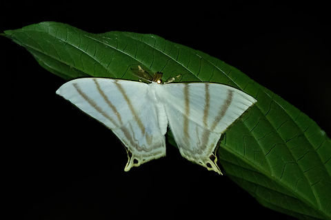 Therinia stricturaria (Saturniidae) Puerto Nariño, Amazonas, Colombia. Nov 13, 2022 Colombia,Geotagged,Spring,Therinia stricturaria