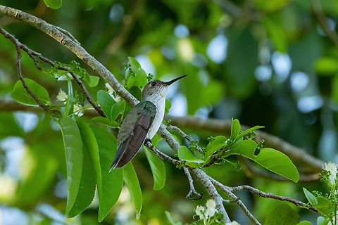 Olive-spotted hummingbird (Talaphorus chlorocercus) Isla de la Fantas&iacute;a, Amazonas, Colombia. Nov 10, 2022 Colombia,Geotagged,Olive-spotted hummingbird,Spring,Talaphorus chlorocercus
