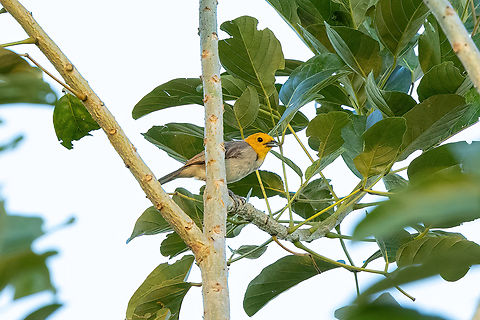 Orange-headed Tanager (Thlypopsis sordida) Santa Rosa del Yavar&iacute;, Loreto, Peru. Nov 10, 2022 Geotagged,Orange-headed tanager,Peru,Spring,Thlypopsis sordida