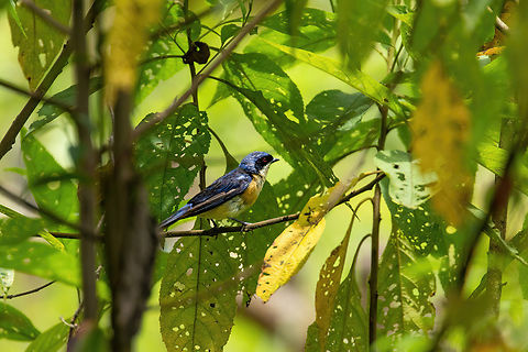 Fawn-breasted tanager (Pipraeidea melanonota) Bosque Sho'llet, Pasco, Peru. Jan 27, 2020 Fawn-breasted tanager,Geotagged,Peru,Pipraeidea melanonota,Summer