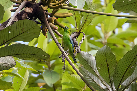 Dotted tanager (Ixothraupis varia) ACR Cordillera Escalera, San Martín, Peru. Jan 9, 2021 Dotted tanager,Geotagged,Ixothraupis varia,Peru,Summer
