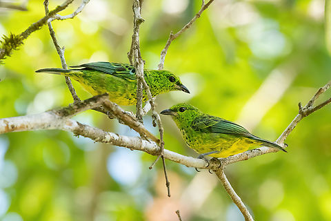 Yellow-bellied Tanager (Ixothraupis xanthogastra) ACR Cordillera Escalera, San Martín, Peru. Oct 12, 2022 Geotagged,Ixothraupis xanthogastra,Peru,Spring,Yellow-bellied tanager