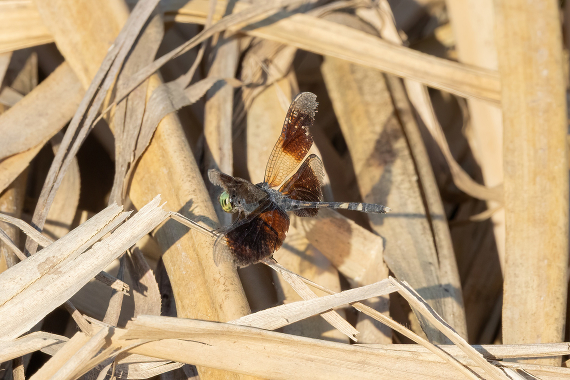 Erythrodiplax attenuata (Libellulidae) Santa Rosa del Yavar&iacute;, Loreto, Peru. Nov 10, 2022 Erythrodiplax attenuata,Geotagged,Peru,Spring