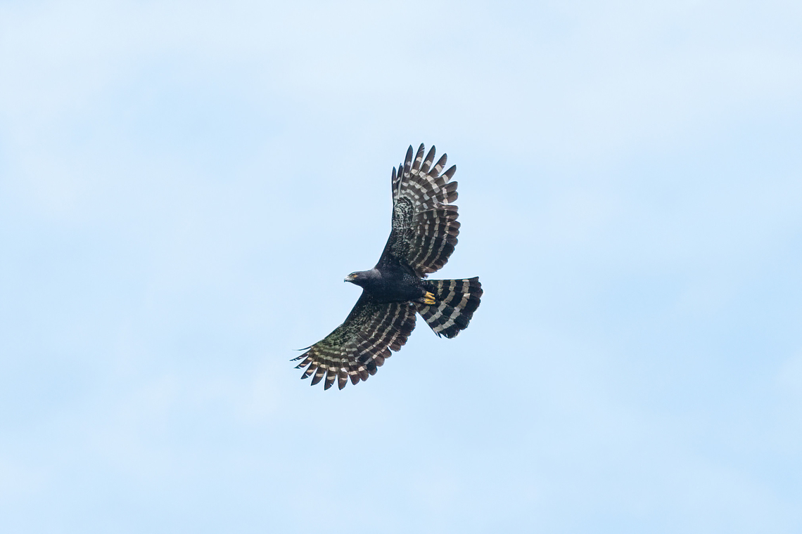 Black hawk-eagle (Spizaetus tyrannus) Laguna El Tabacal, Cundinamarca, Colombia. Nov 7, 2022 Black hawk-eagle,Colombia,Fall,Geotagged,Spizaetus tyrannus