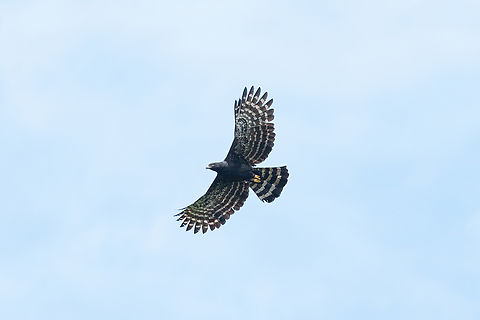 Black hawk-eagle (Spizaetus tyrannus) Laguna El Tabacal, Cundinamarca, Colombia. Nov 7, 2022 Black hawk-eagle,Colombia,Fall,Geotagged,Spizaetus tyrannus
