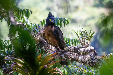 Black-and-chestnut eagle