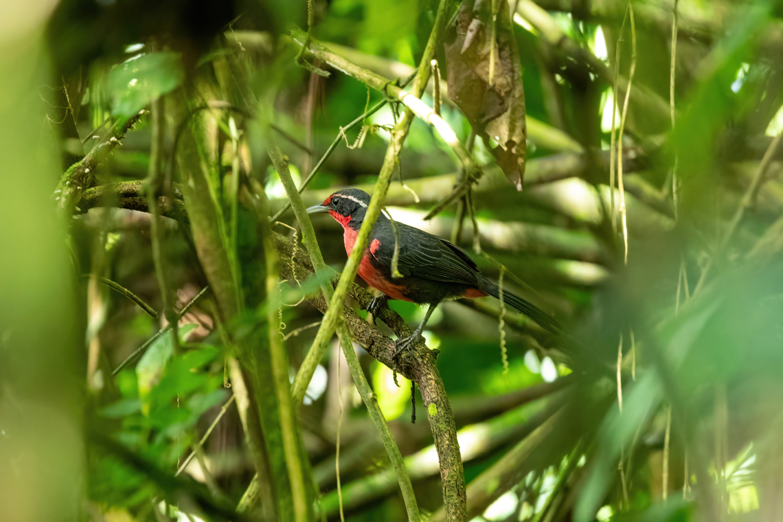 Rosy Thrush-Tanager (Rhodinocichla rosea) Laguna El Tabacal, Cundinamarca, Colombia. Nov 9, 2022 Colombia,Fall,Geotagged,Rhodinocichla rosea,Rosy thrush-tanager