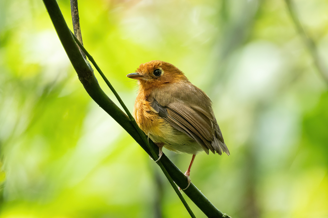 Rusty-breasted antpitta (Grallaricula ferrugineipectus) Laguna El Tabacal, Cundinamarca, Colombia. Nov 9, 2022 Colombia,Fall,Geotagged,Grallaricula ferrugineipectus,Rusty-breasted antpitta