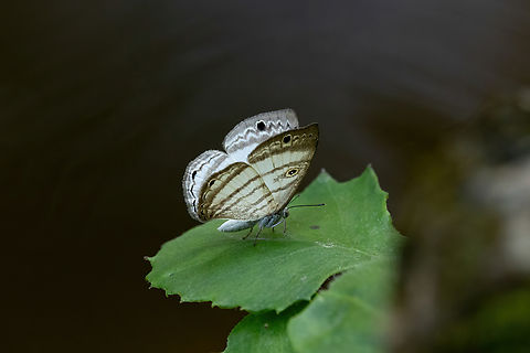 Leucochimona lagora (Riodinidae) Laguna El Tabacal, Cundinamarca, Colombia. Nov 8, 2022 Colombia,Fall,Geotagged,Leucochimona lagora