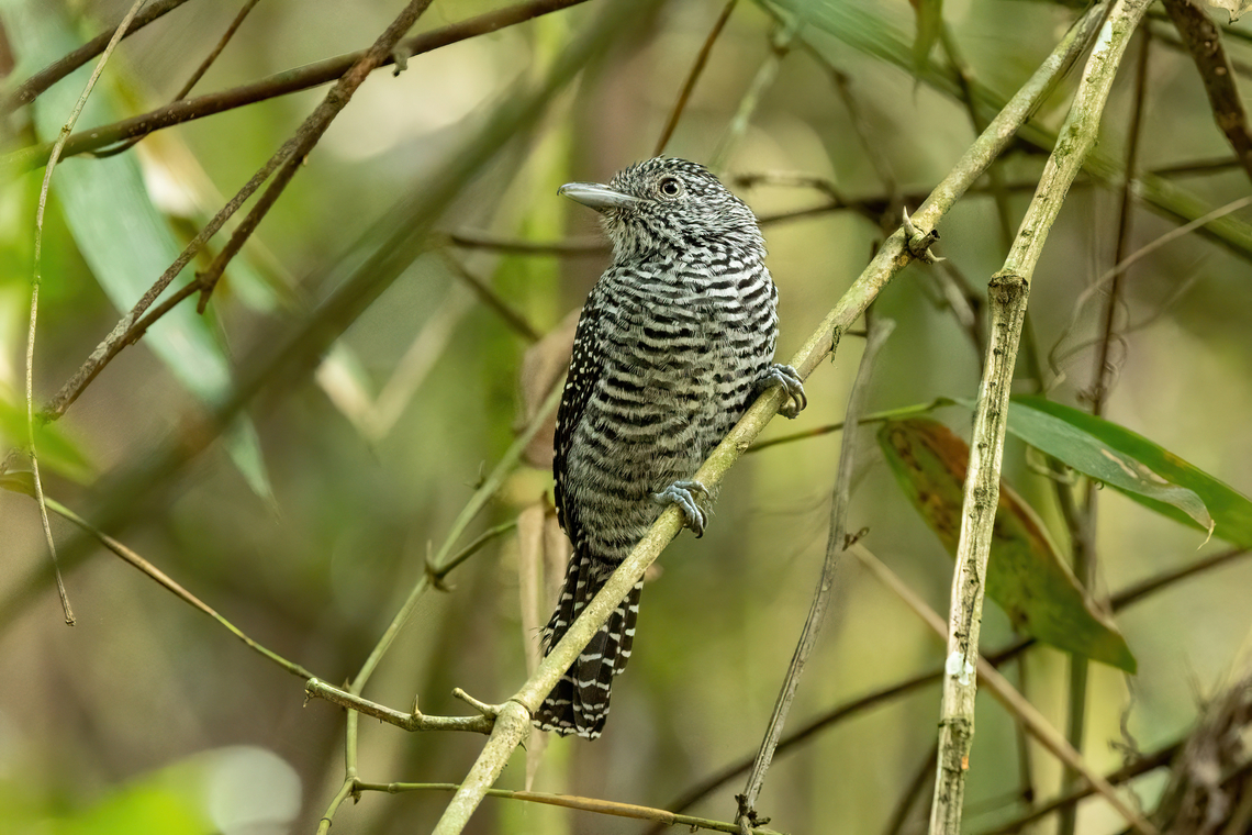 Bar-crested Antshrike (Thamnophilus multistriatus) Laguna El Tabacal, Cundinamarca, Colombia. Nov 8, 2022 Bar-crested antshrike,Colombia,Fall,Geotagged,Thamnophilus multistriatus