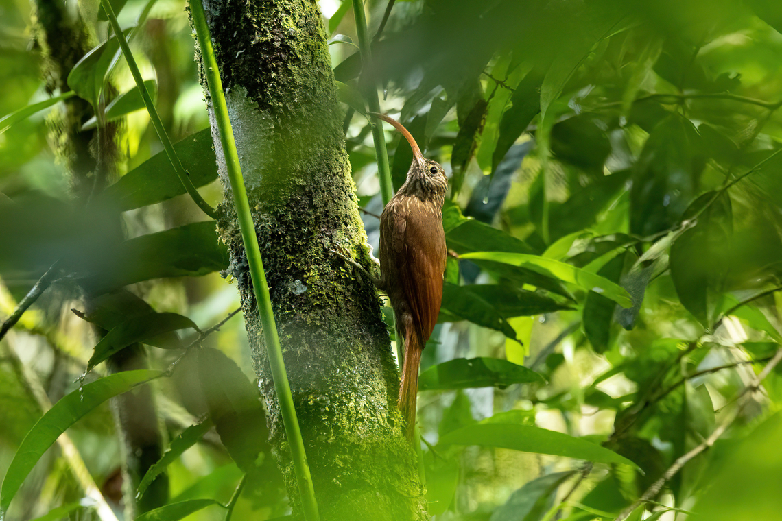 Red-billed Scythebill (Campylorhamphus trochilirostris) Laguna El Tabacal, Cundinamarca, Colombia. Nov 8, 2022 Campylorhamphus trochilirostris,Colombia,Fall,Geotagged,Red-billed Scythebill