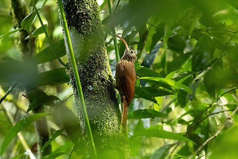Red-billed Scythebill (Campylorhamphus trochilirostris) Laguna El Tabacal, Cundinamarca, Colombia. Nov 8, 2022 Campylorhamphus trochilirostris,Colombia,Fall,Geotagged,Red-billed Scythebill