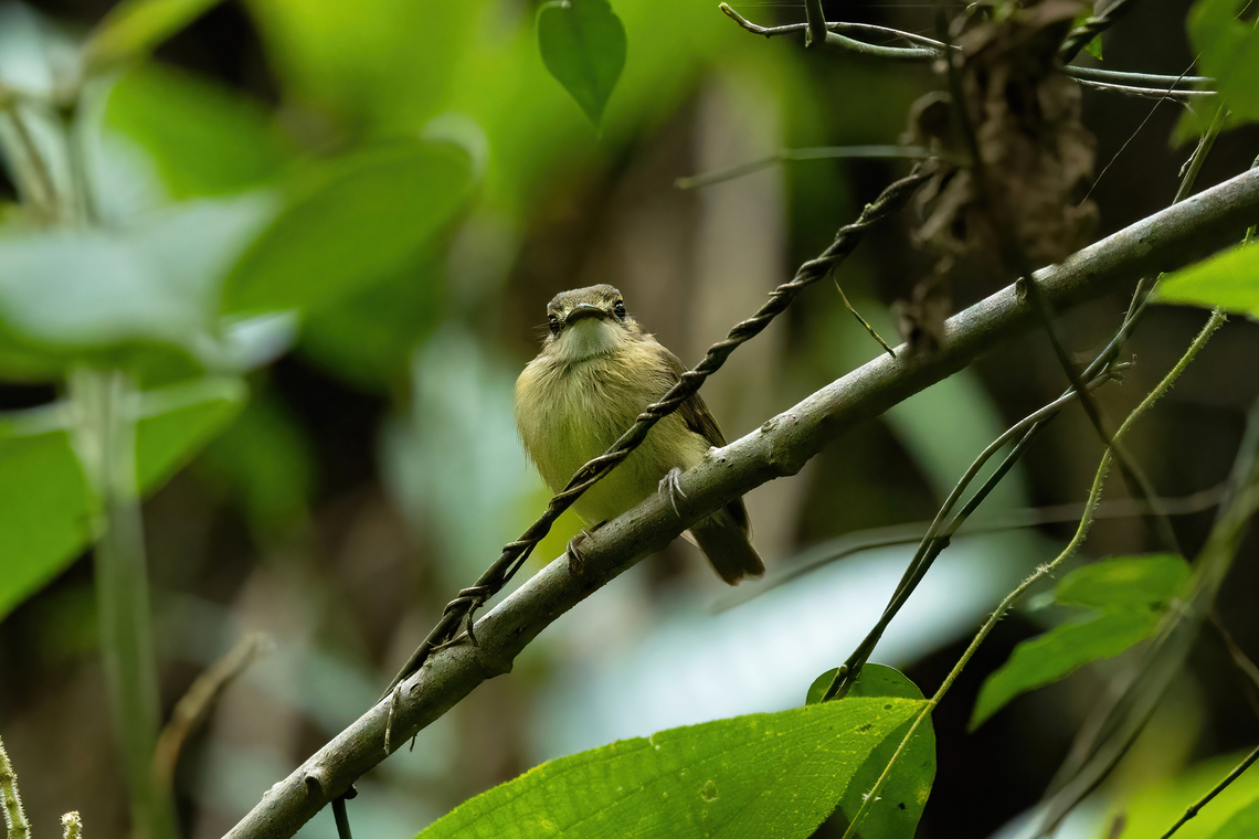 White-throated Spadebill (Platyrinchus mystaceus) Laguna El Tabacal, Cundinamarca, Colombia. Nov 8, 2022 Colombia,Fall,Geotagged,Platyrinchus mystaceus,White-throated spadebill