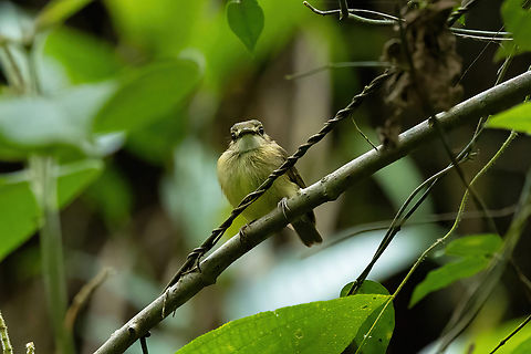 White-throated Spadebill (Platyrinchus mystaceus) Laguna El Tabacal, Cundinamarca, Colombia. Nov 8, 2022 Colombia,Fall,Geotagged,Platyrinchus mystaceus,White-throated spadebill