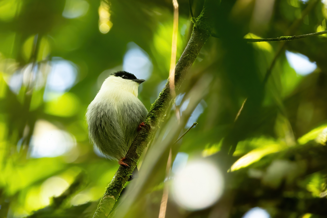 White-bearded manakin (Manacus manacus) Laguna El Tabacal, Cundinamarca, Colombia. Nov 8, 2022 Colombia,Fall,Geotagged,Manacus manacus,White-bearded manakin