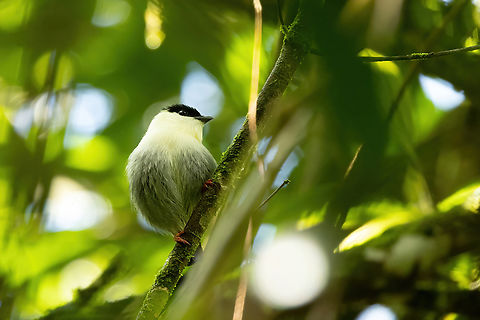 White-bearded manakin (Manacus manacus) Laguna El Tabacal, Cundinamarca, Colombia. Nov 8, 2022 Colombia,Fall,Geotagged,Manacus manacus,White-bearded manakin