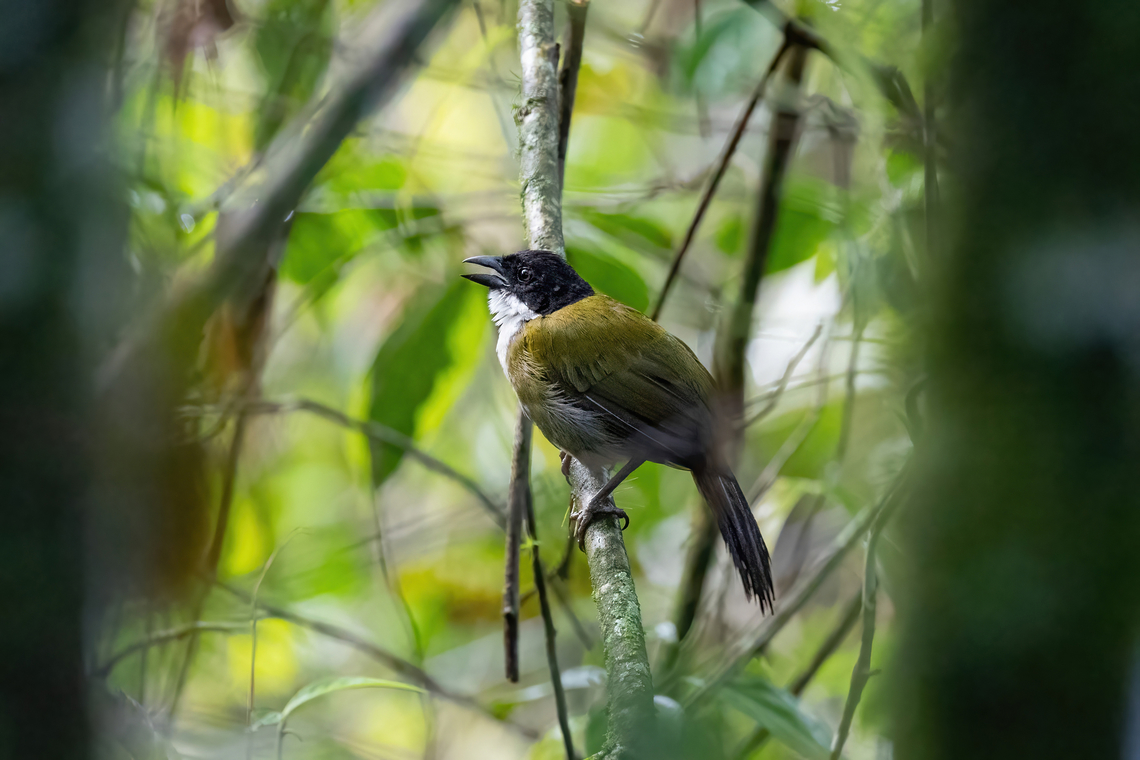Black-headed Brushfinch (Arremon atricapillus) Laguna El Tabacal, Cundinamarca, Colombia. Nov 8, 2022 Arremon atricapillus,Black-headed brush finch,Colombia,Fall,Geotagged