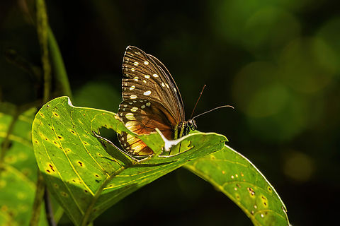 Cream-spotted Tigerwing (Tithorea tarricina) Laguna El Tabacal, Cundinamarca, Colombia. Nov 8, 2022 Colombia,Fall,Geotagged,Tithorea tarricina