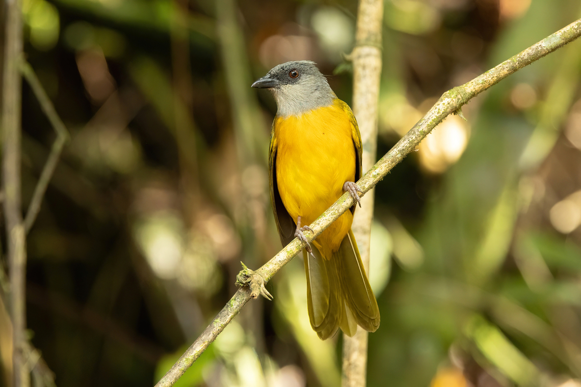 Grey-headed tanager (Eucometis penicillata) Laguna El Tabacal, Cundinamarca, Colombia. Nov 8, 2022 Colombia,Eucometis penicillata,Fall,Geotagged,Grey-headed tanager