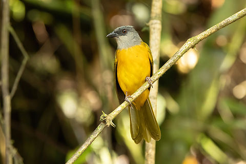 Grey-headed tanager (Eucometis penicillata) Laguna El Tabacal, Cundinamarca, Colombia. Nov 8, 2022 Colombia,Eucometis penicillata,Fall,Geotagged,Grey-headed tanager