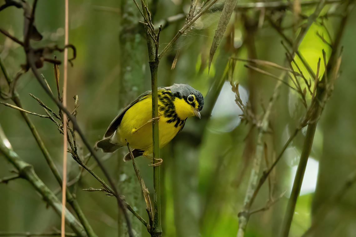 Canada warbler (Cardellina canadensis) Laguna El Tabacal, Cundinamarca, Colombia. Nov 8, 2022 Canada warbler,Cardellina canadensis,Colombia,Fall,Geotagged