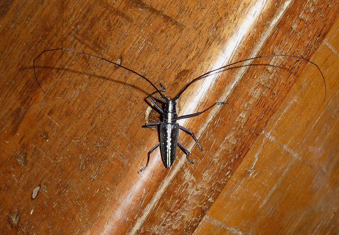 Taeniotes scalatus (Cerambycidae) Bosque de Yotoco, Colombia. Jul 23, 2010 Colombia,Geotagged,Summer,Taeniotes scalatus