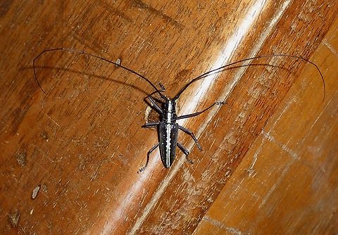 Taeniotes scalatus (Cerambycidae) Bosque de Yotoco, Colombia. Jul 23, 2010 Colombia,Geotagged,Summer,Taeniotes scalatus