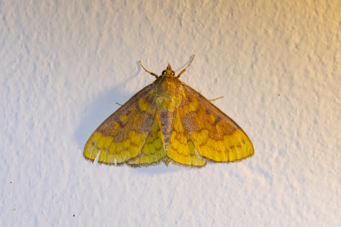 Polygrammodes ponderalis (Crambidae) Amazilia Bioreserva, Amazonas, Peru. Apr 30, 2022 Fall,Geotagged,Peru,Polygrammodes ponderalis