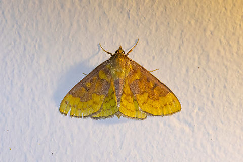 Polygrammodes ponderalis (Crambidae) Amazilia Bioreserva, Amazonas, Peru. Apr 30, 2022 Fall,Geotagged,Peru,Polygrammodes ponderalis