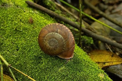 Solaropsis gibboni (Solaropsidae) Laguna El Tabacal, Cundinamarca, Colombia. Nov 8, 2022 Colombia,Fall,Geotagged,Solaropsis gibboni