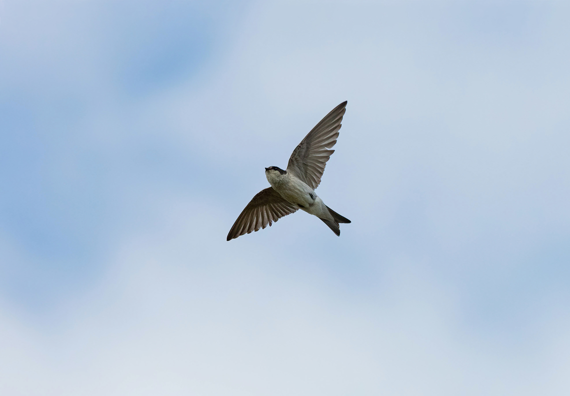 Tumbes swallow (Tachycineta stolzmanni) Humedal de Santa Julia, Piura, Peru. Feb 4, 2023 Geotagged,Peru,Summer,Tachycineta stolzmanni,Tumbes swallow