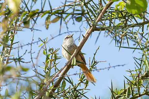 Necklaced Spinetail (Synallaxis stictothorax) Quebrada Frejolillo, Piura, Peru. Feb 4, 2023 Geotagged,Necklaced spinetail,Peru,Summer,Synallaxis stictothorax