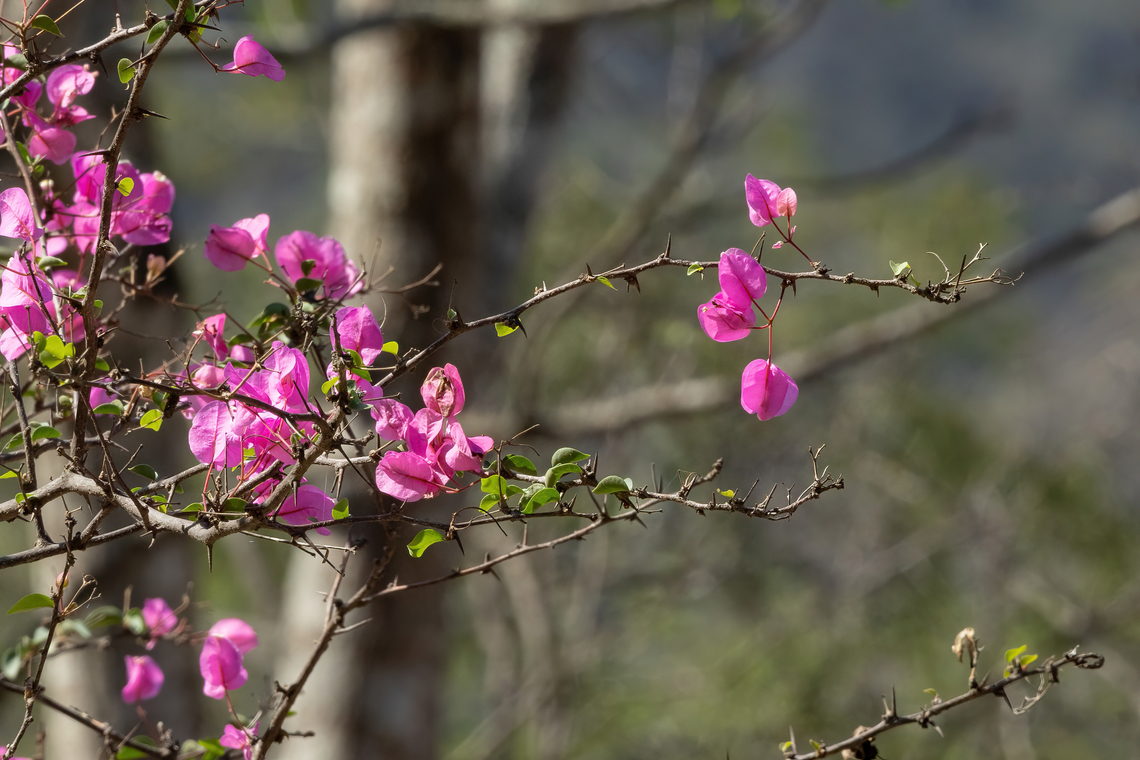 Peruvian Bougainvillea (Bougainvillea peruviana) Quebrada Frejolillo, Piura, Peru. Feb 4, 2023 Bougainvillea peruviana,Geotagged,Peru,Peruvian Bougainvillea,Summer