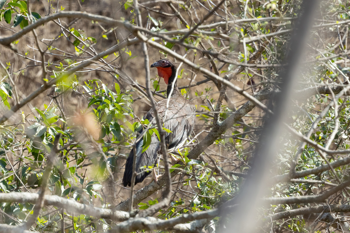White-winged Guan (Penelope albipennis) Quebrada Frejolillo, Piura, Peru. Feb 4, 2023 Geotagged,Penelope albipennis,Peru,Summer,White-winged guan