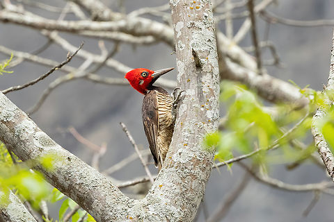 Guayaquil woodpecker (Campephilus gayaquilensis) Quebrada Frejolillo, Piura, Peru. Feb 4, 2023 Campephilus gayaquilensis,Geotagged,Guayaquil woodpecker,Peru,Summer