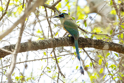 Whooping motmot (Momotus subrufescens) Quebrada Frejolillo, Piura, Peru. Feb 4, 2023 Geotagged,Momotus subrufescens,Peru,Summer,Whooping motmot